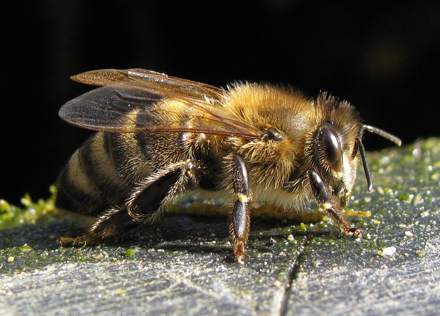 Среднерусская порода пчел. Карника порода пчел. Пчеломатка Карника. Среднерусская пчела.