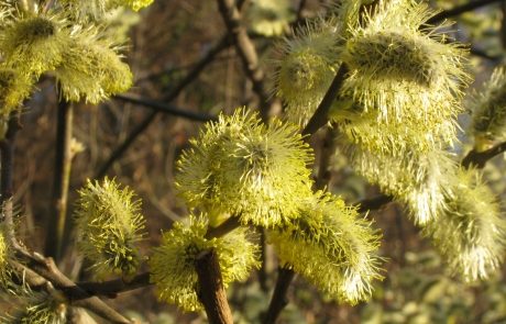Salix-caprea-Authentic-Apis-mellifera-carnica